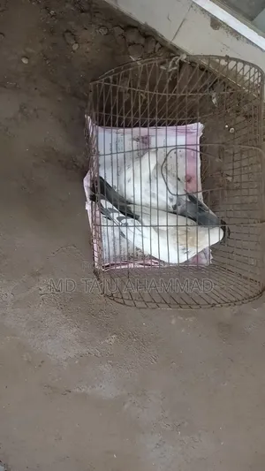 Pigeon 2 PCS