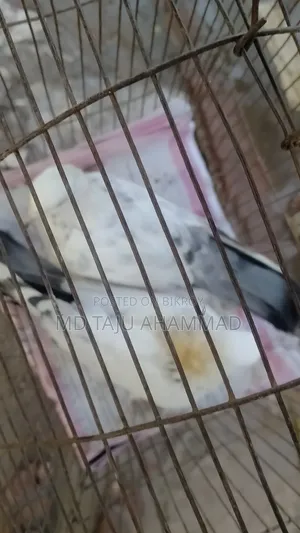 Pigeon 2 PCS