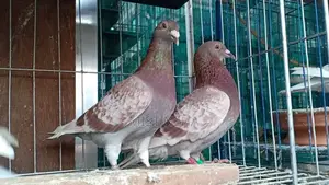 রেট চেকার কবুতর বিক্রি