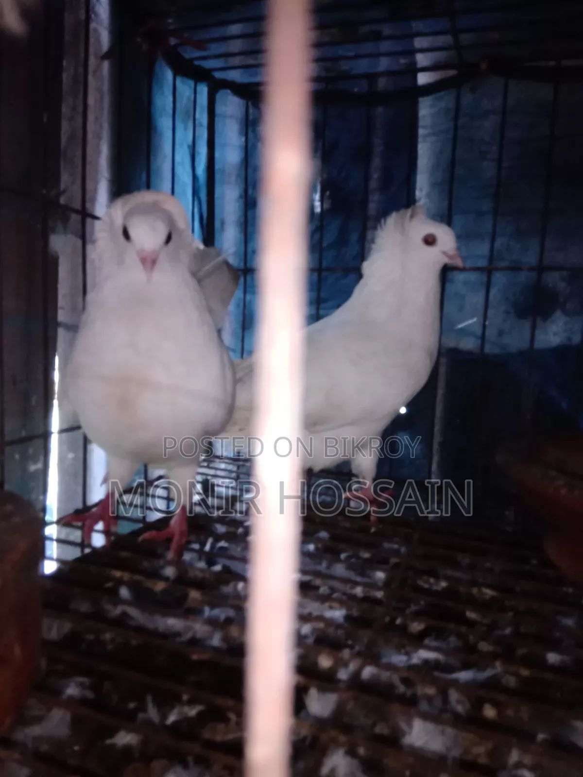 অরিজিনাল বোম্বাই কবুতর