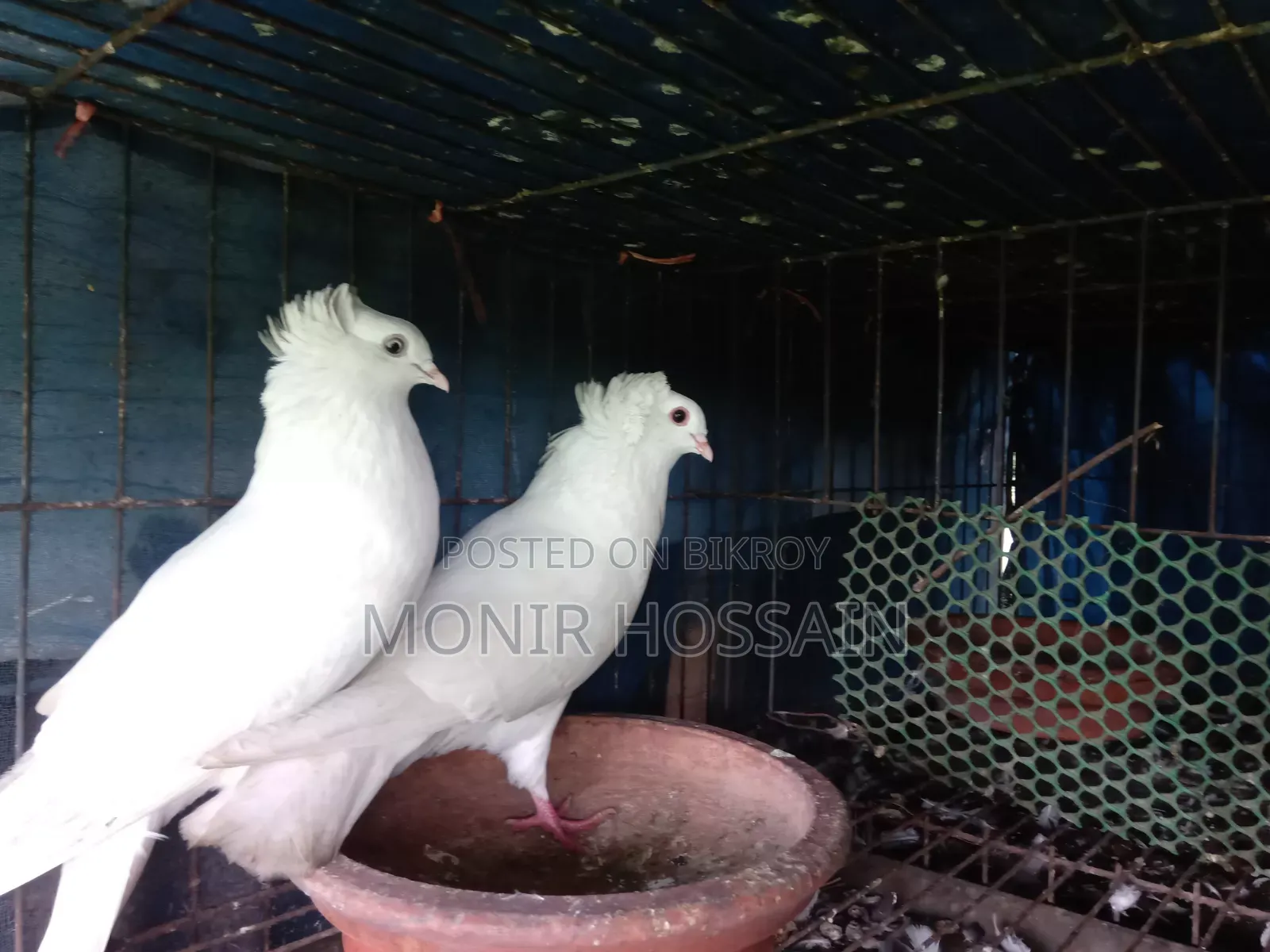 অরিজিনাল বোম্বাই কবুতর