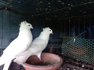 অরিজিনাল বোম্বাই কবুতর