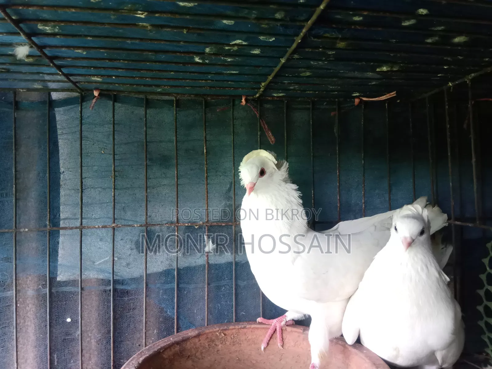অরিজিনাল বোম্বাই কবুতর