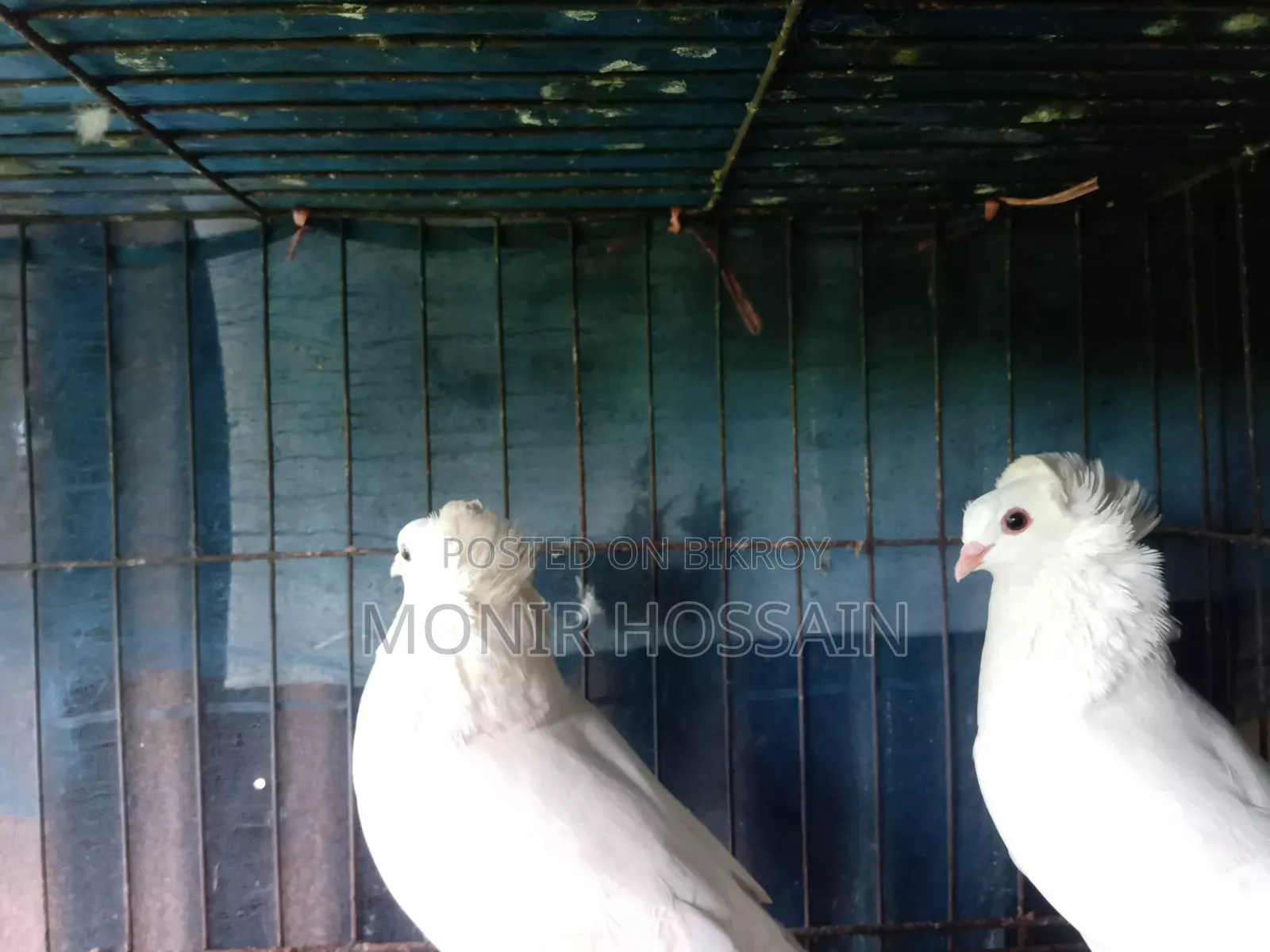 অরিজিনাল বোম্বাই কবুতর
