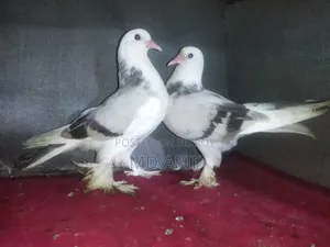 কবুতরের বাচ্চা।