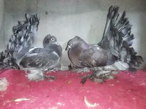 কবুতরের বাচ্চা।