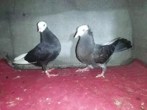 কবুতরের বাচ্চা।