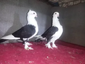 কবুতরের বাচ্চা।