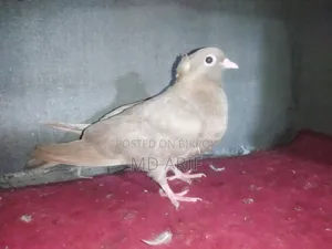 কবুতরের বাচ্চা।