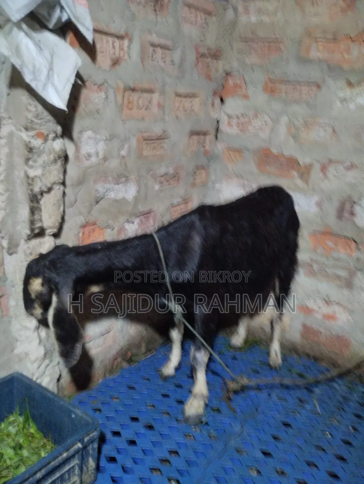 Beetal and Jamunapari Cross Pregnant Goat