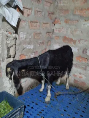 Beetal and Jamunapari Cross Pregnant Goat