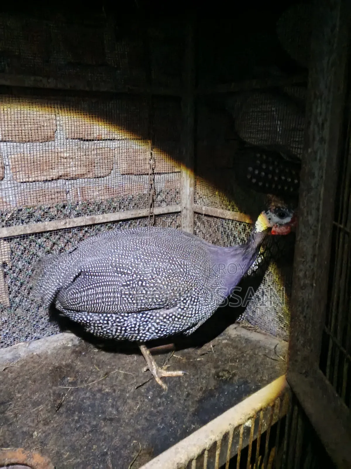 Guinea fowl