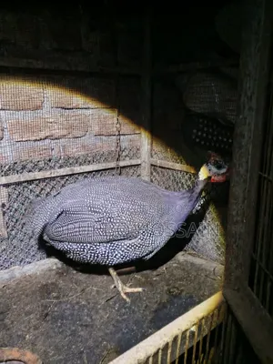 Guinea fowl