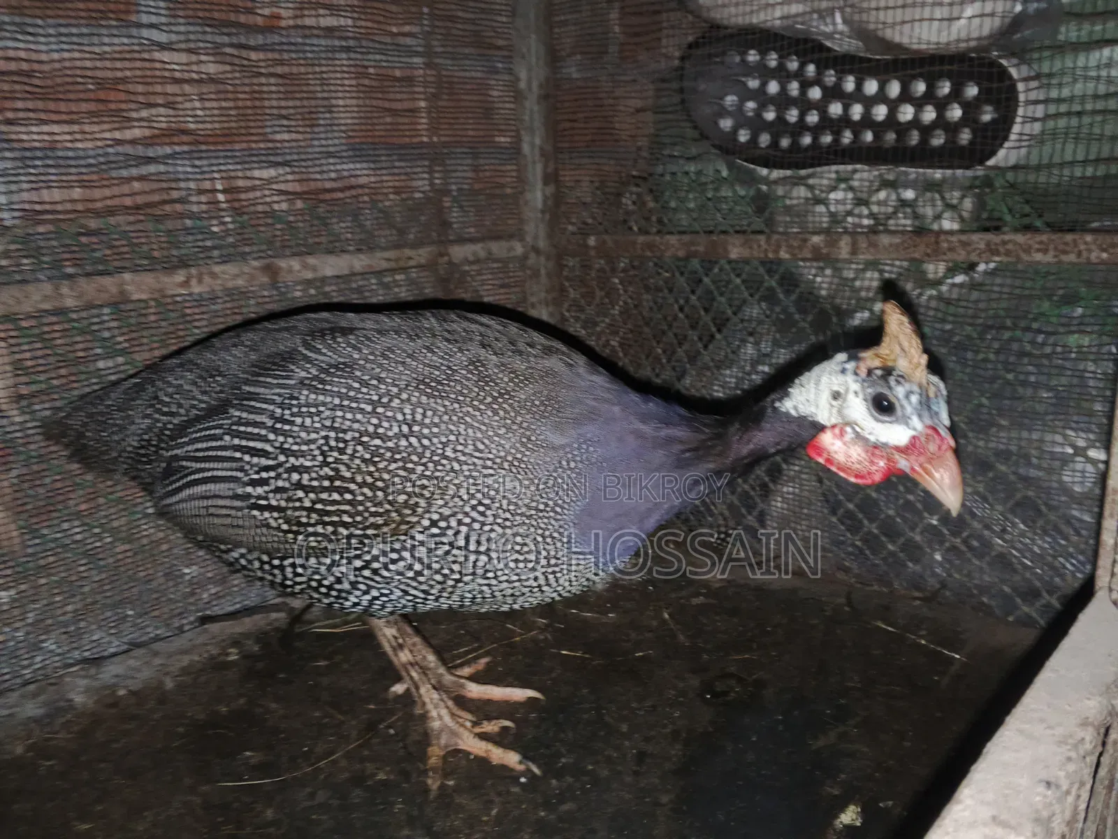 Guinea fowl
