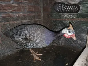 Guinea fowl