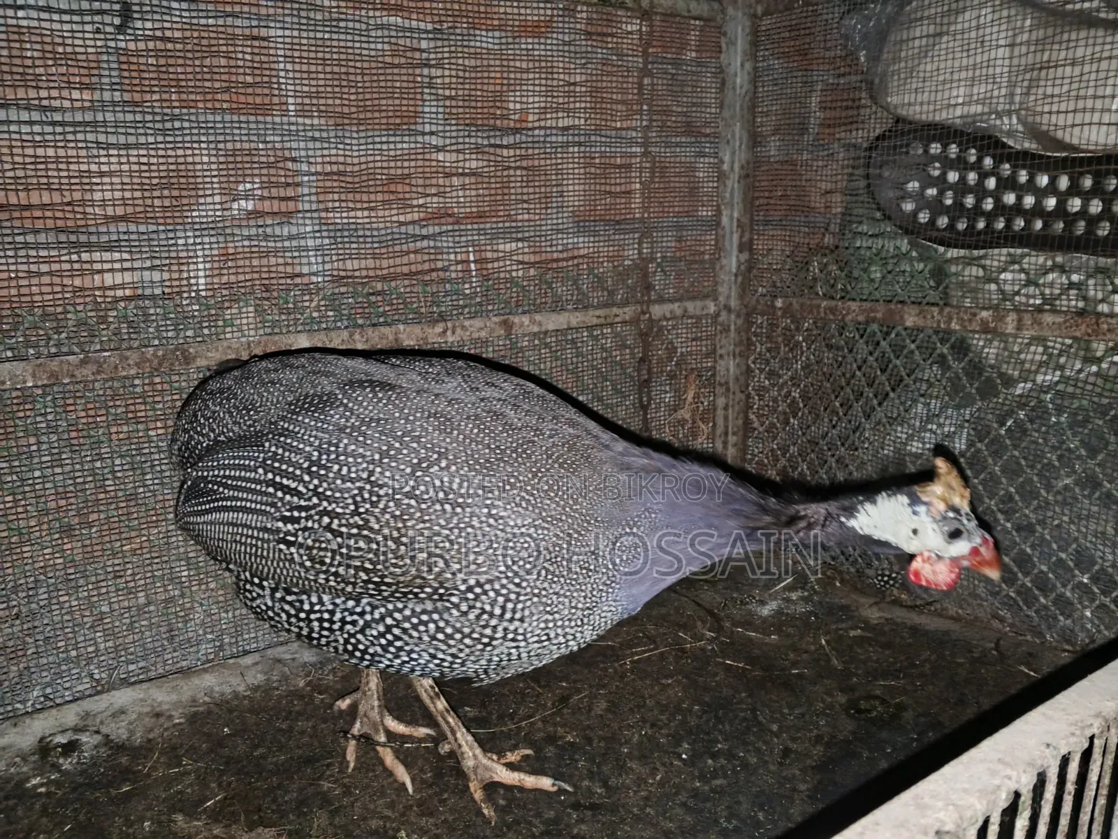 Guinea fowl