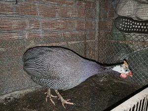 Guinea fowl