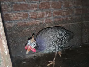 Guinea fowl