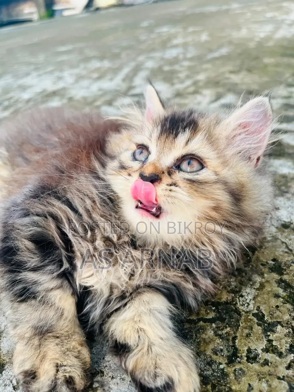 1-3 Months Female Purebred Persian