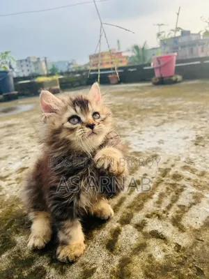 1-3 Months Female Purebred Persian