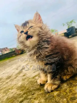 1-3 Months Female Purebred Persian