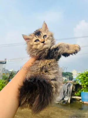1-3 Months Female Purebred Persian