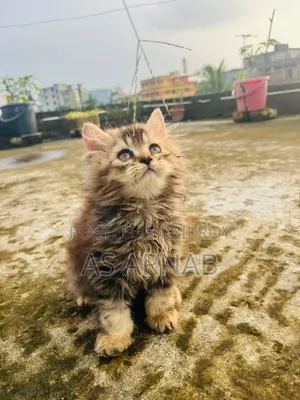 1-3 Months Female Purebred Persian