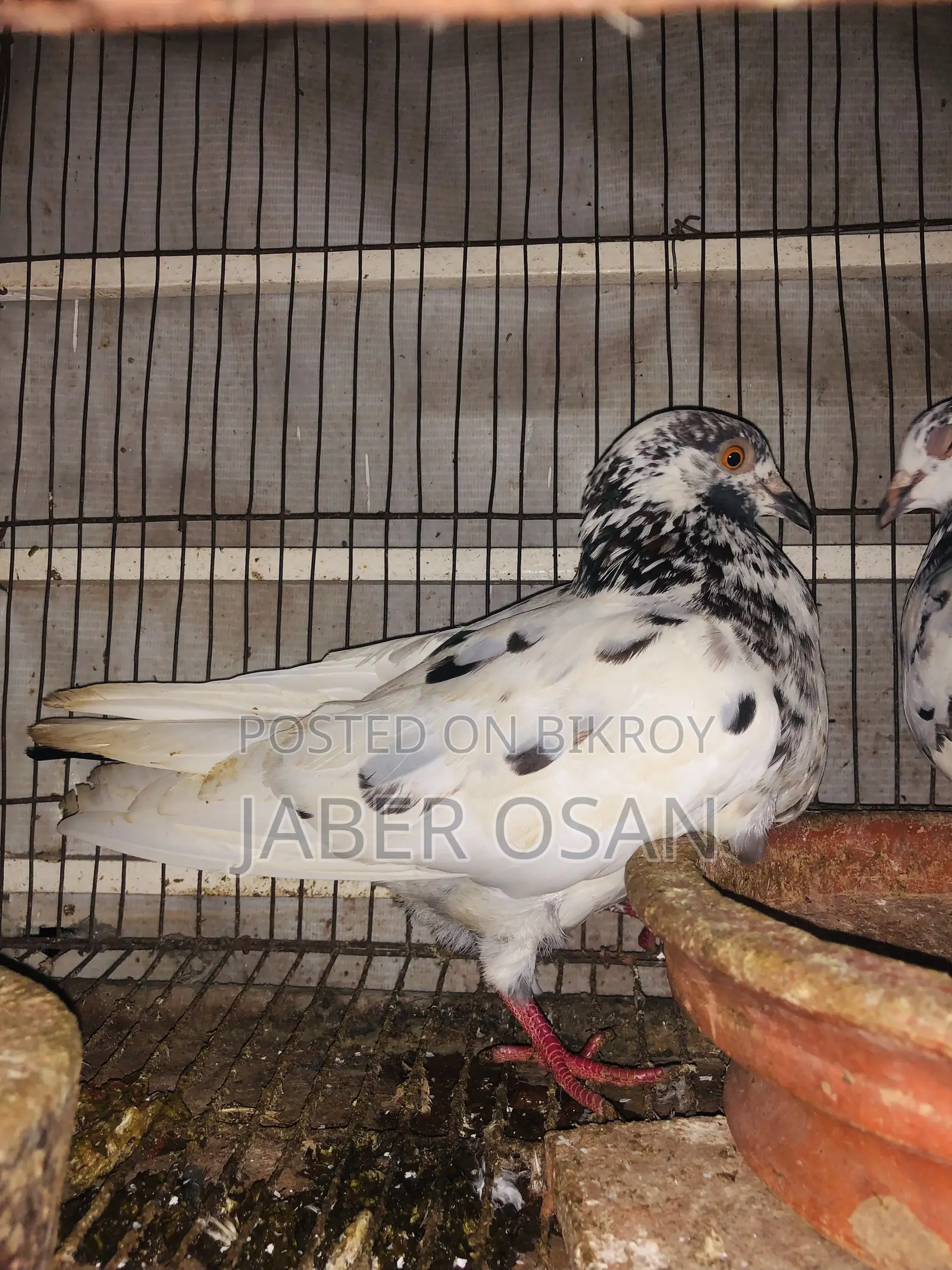 গিরিবাজ রেসার ক্রস