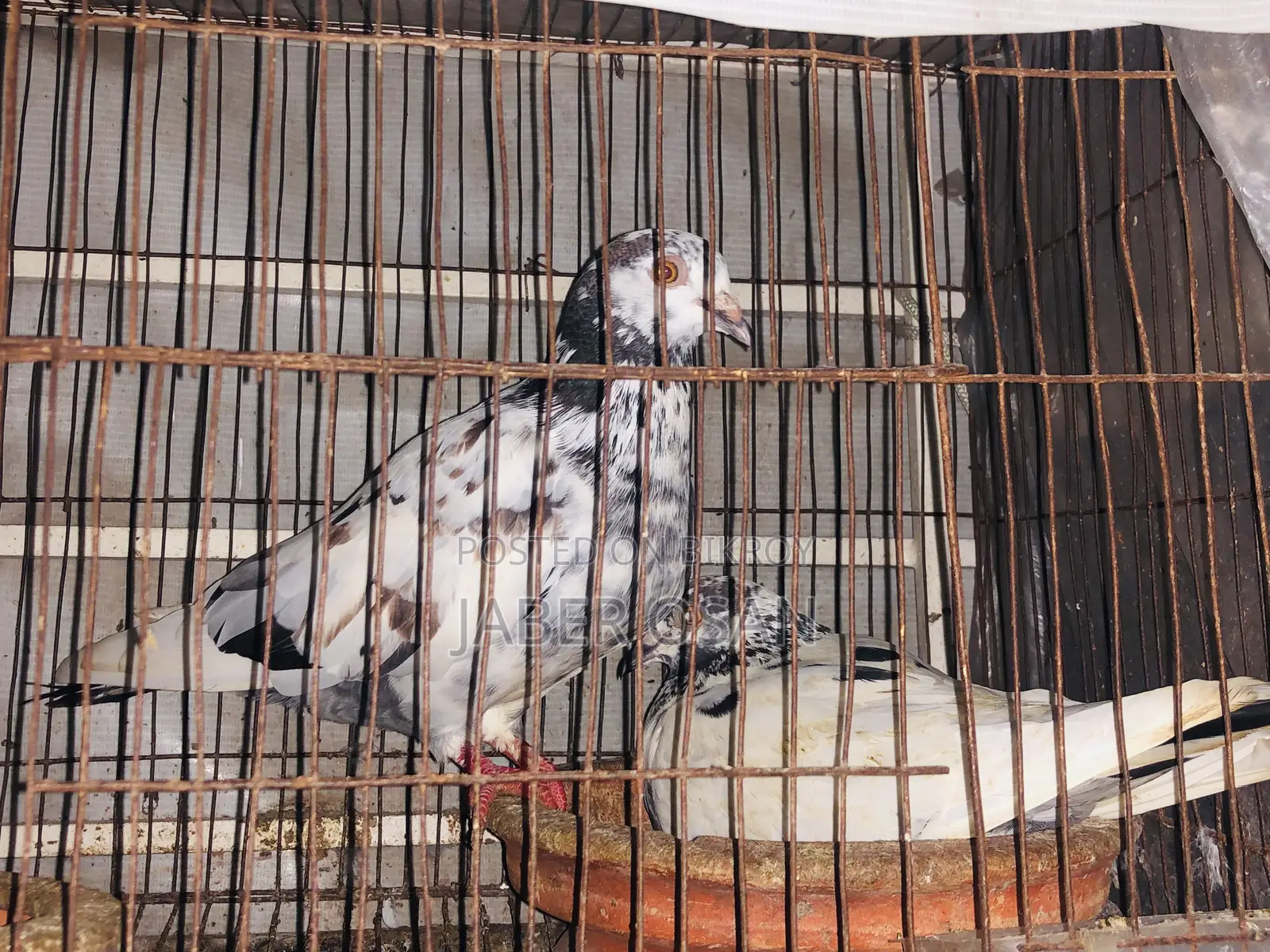 গিরিবাজ রেসার ক্রস