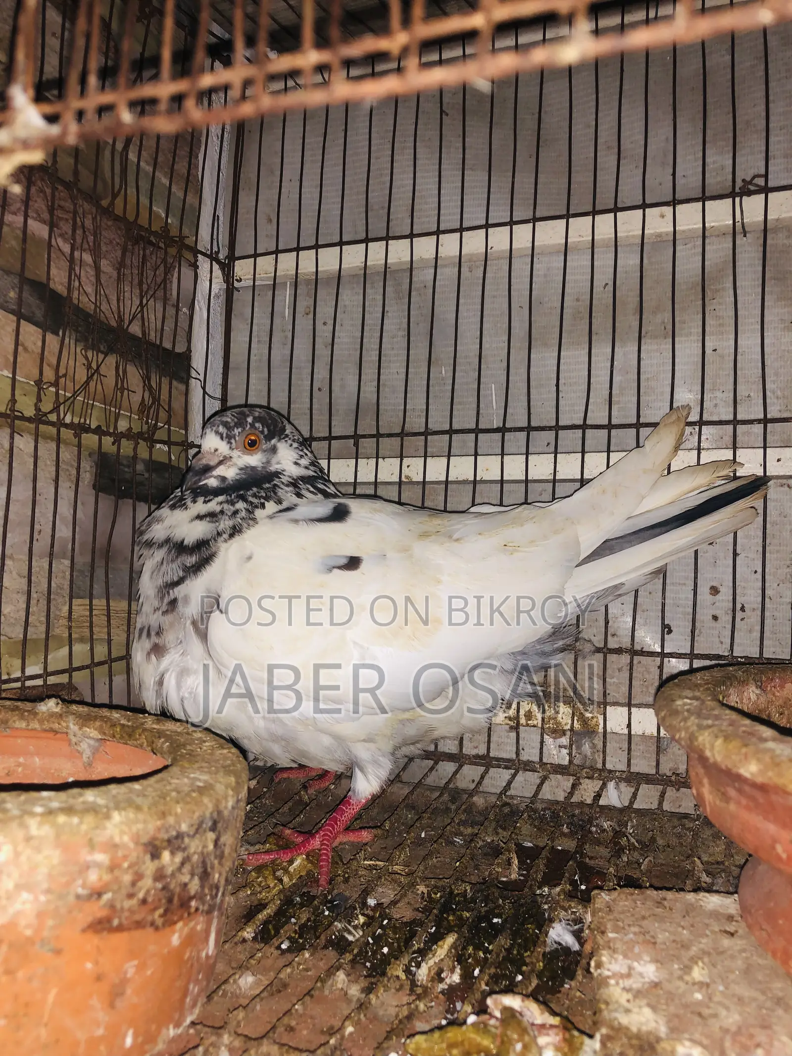 গিরিবাজ রেসার ক্রস