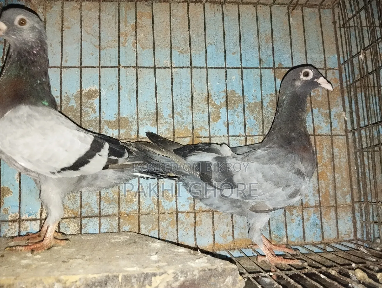 Racer Pigeon 1 Pair New Adult