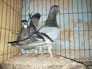 Racer Pigeon 1 Pair New Adult