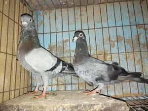 Racer Pigeon 1 Pair New Adult