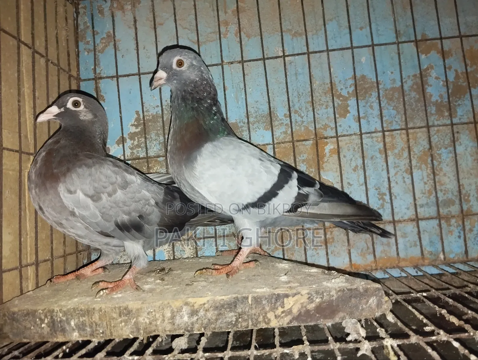 Racer Pigeon 1 Pair New Adult