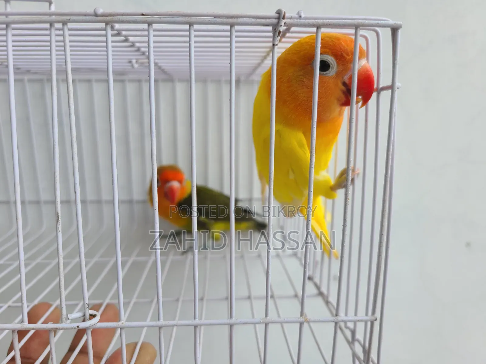 Love Bird Pair