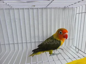 Love Bird Pair