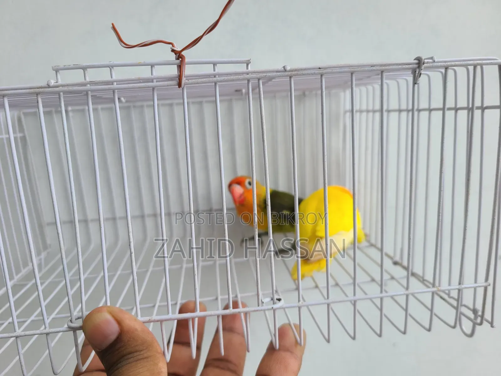 Love Bird Pair