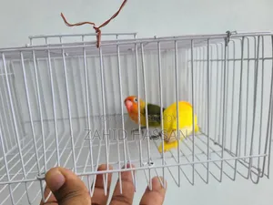 Love Bird Pair