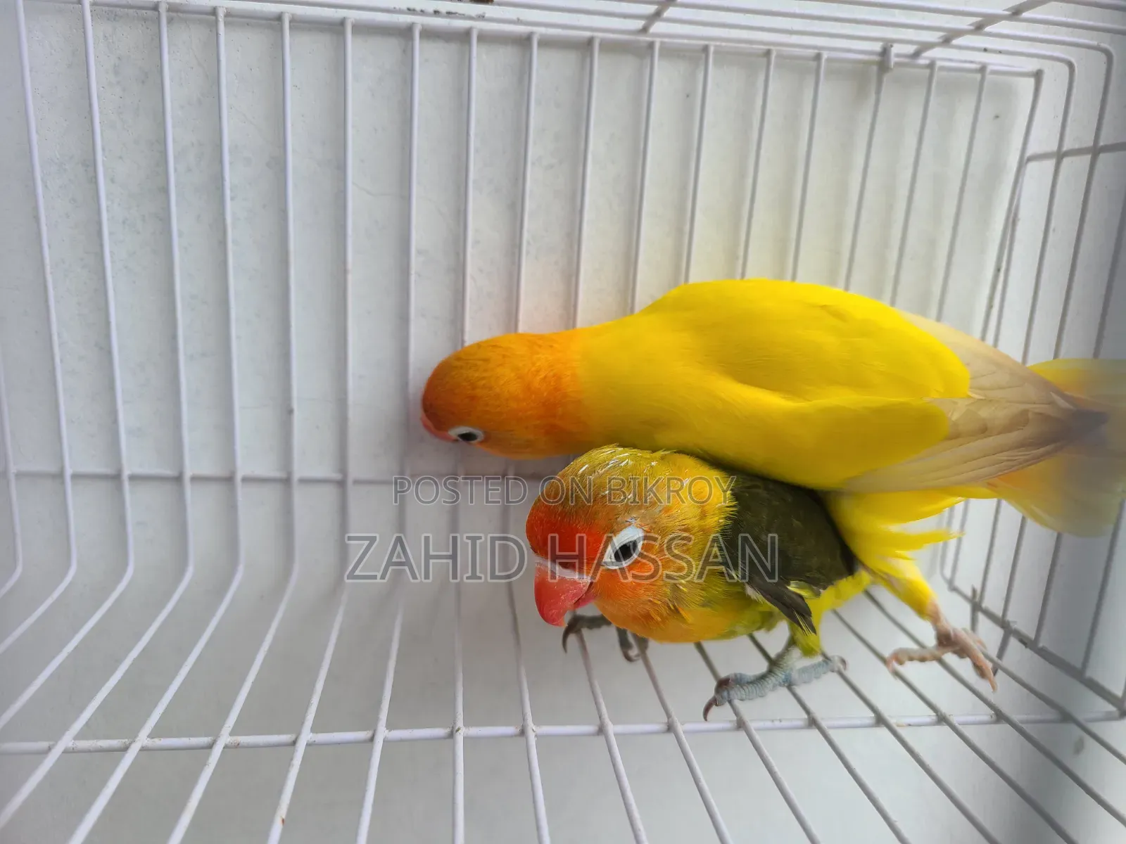Love Bird Pair