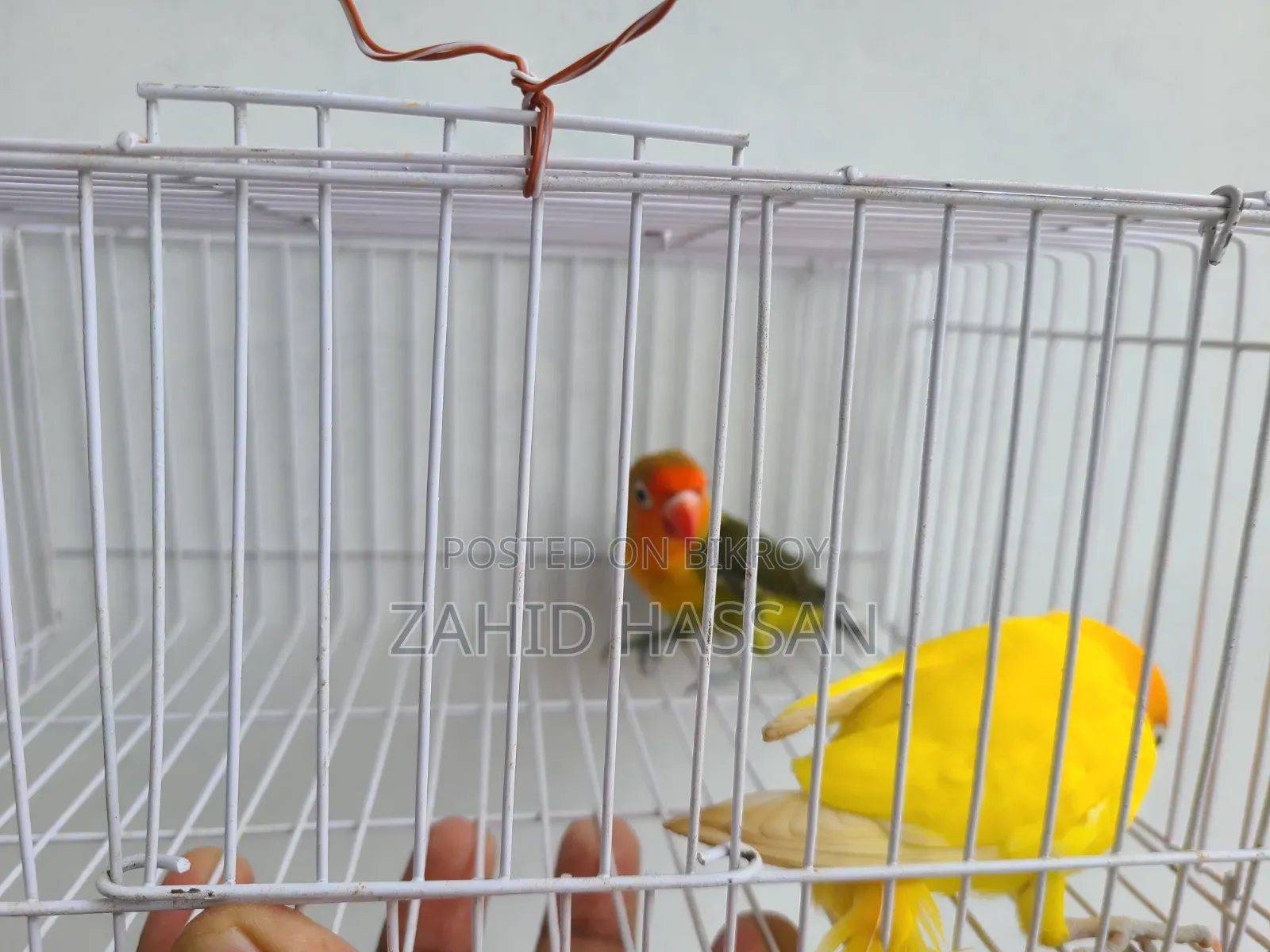 Love Bird Pair