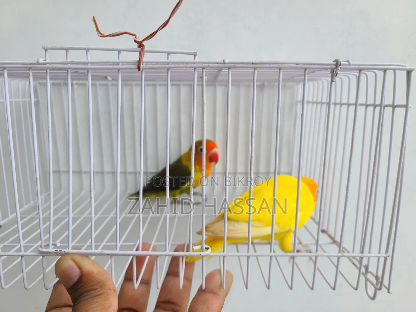 Love Bird Pair