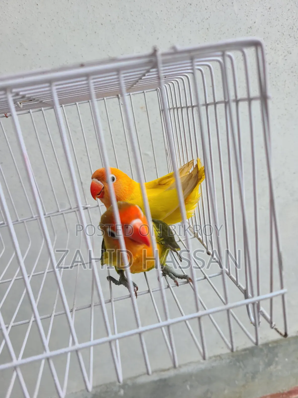 Love Bird Pair