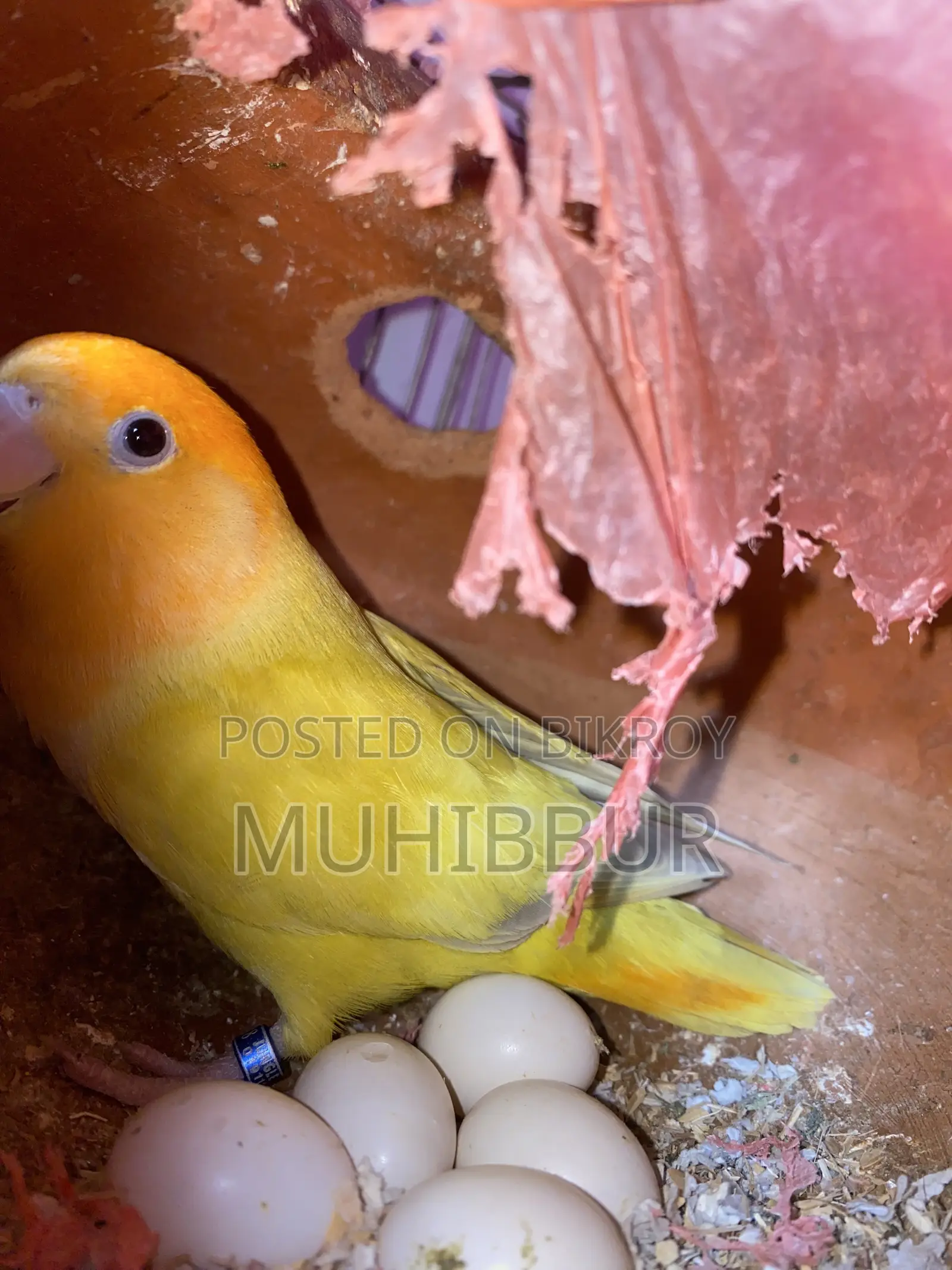 Lutino Red And Orange Head Love Bird