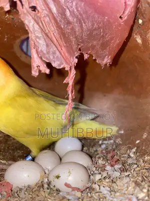 Lutino Red And Orange Head Love Bird