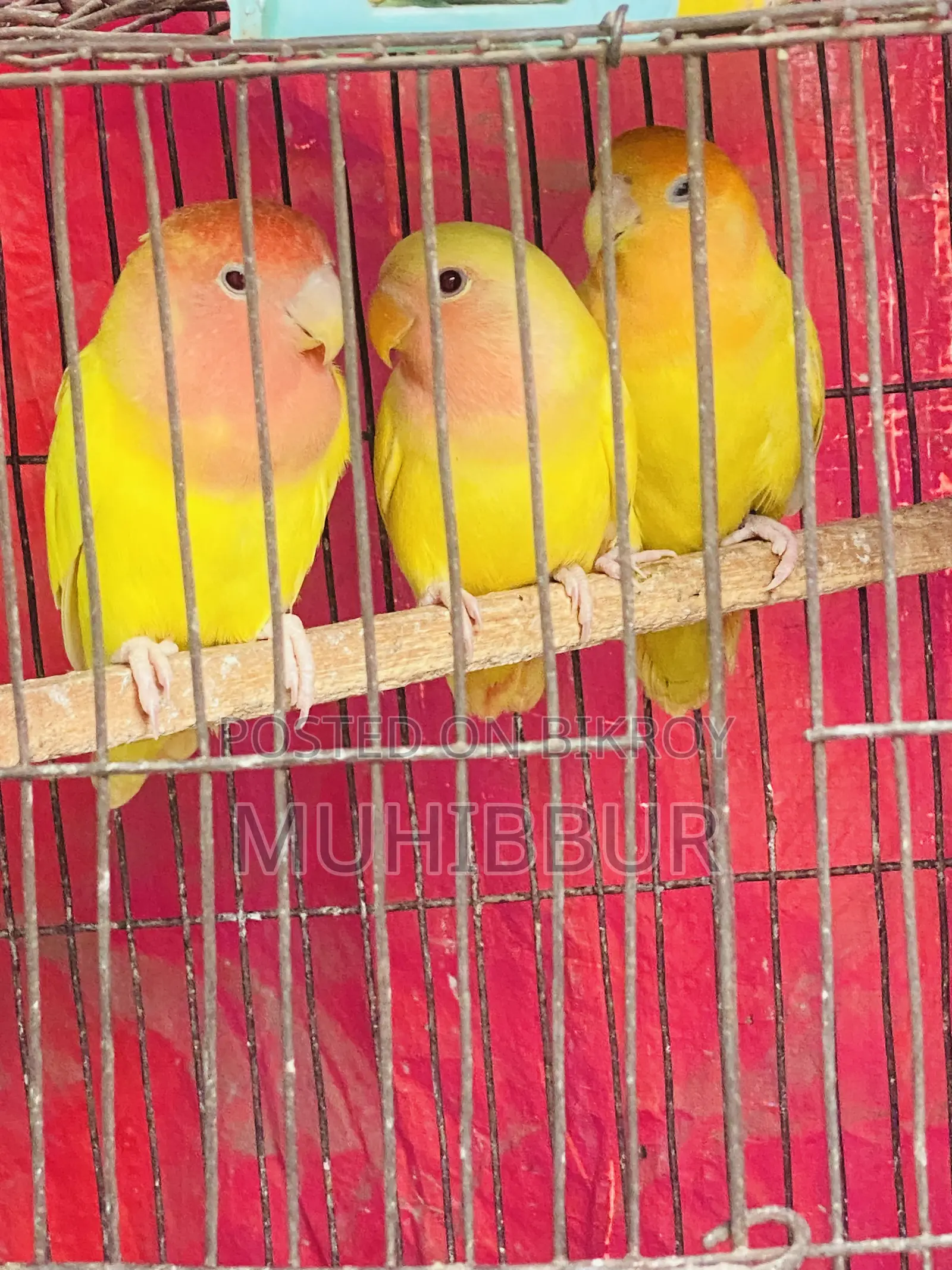 Lutino Red And Orange Head Love Bird