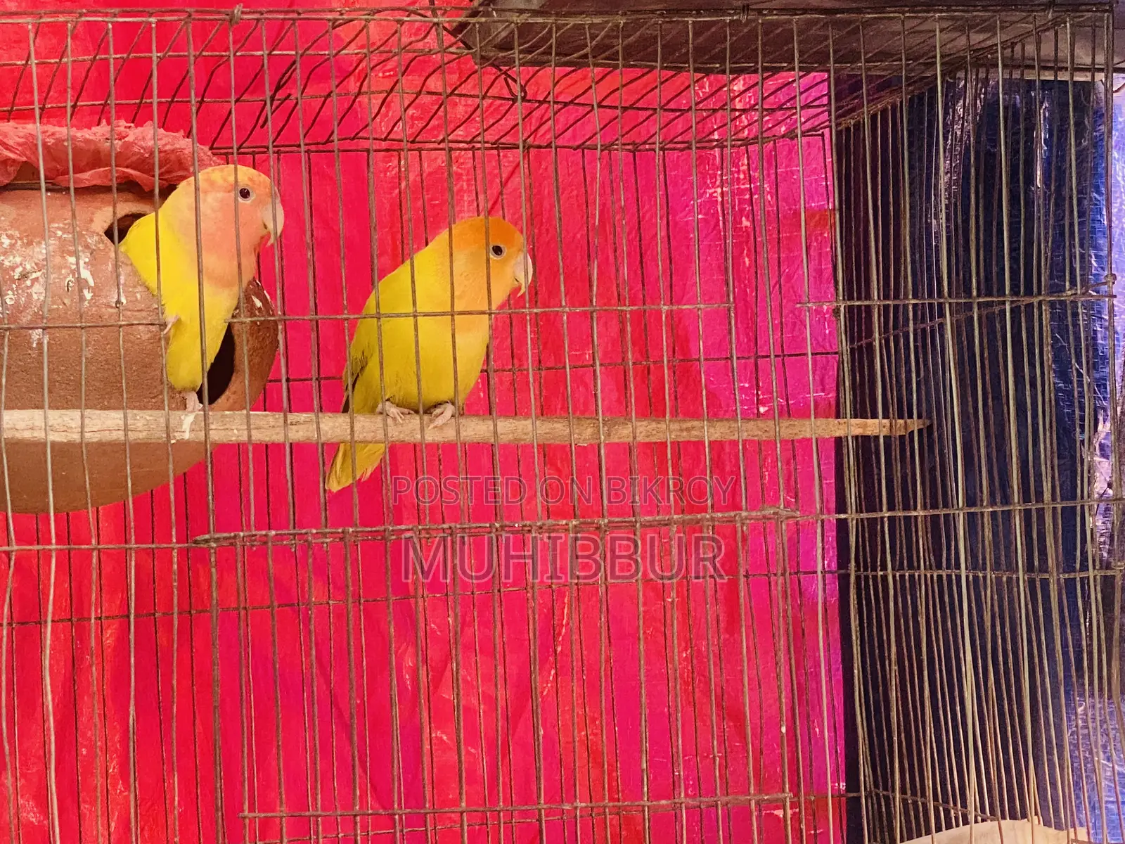Lutino Red And Orange Head Love Bird