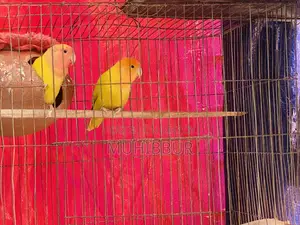 Lutino Red And Orange Head Love Bird