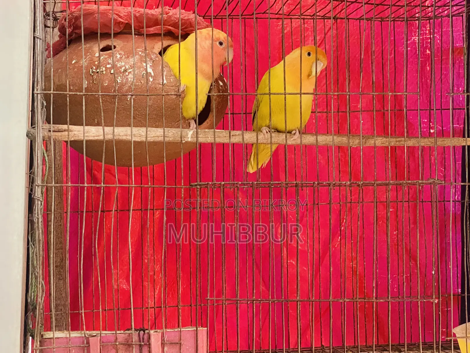 Lutino Red And Orange Head Love Bird