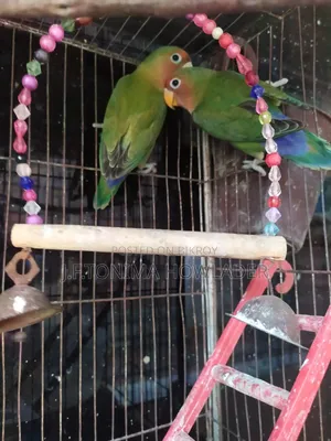 Lovebirds