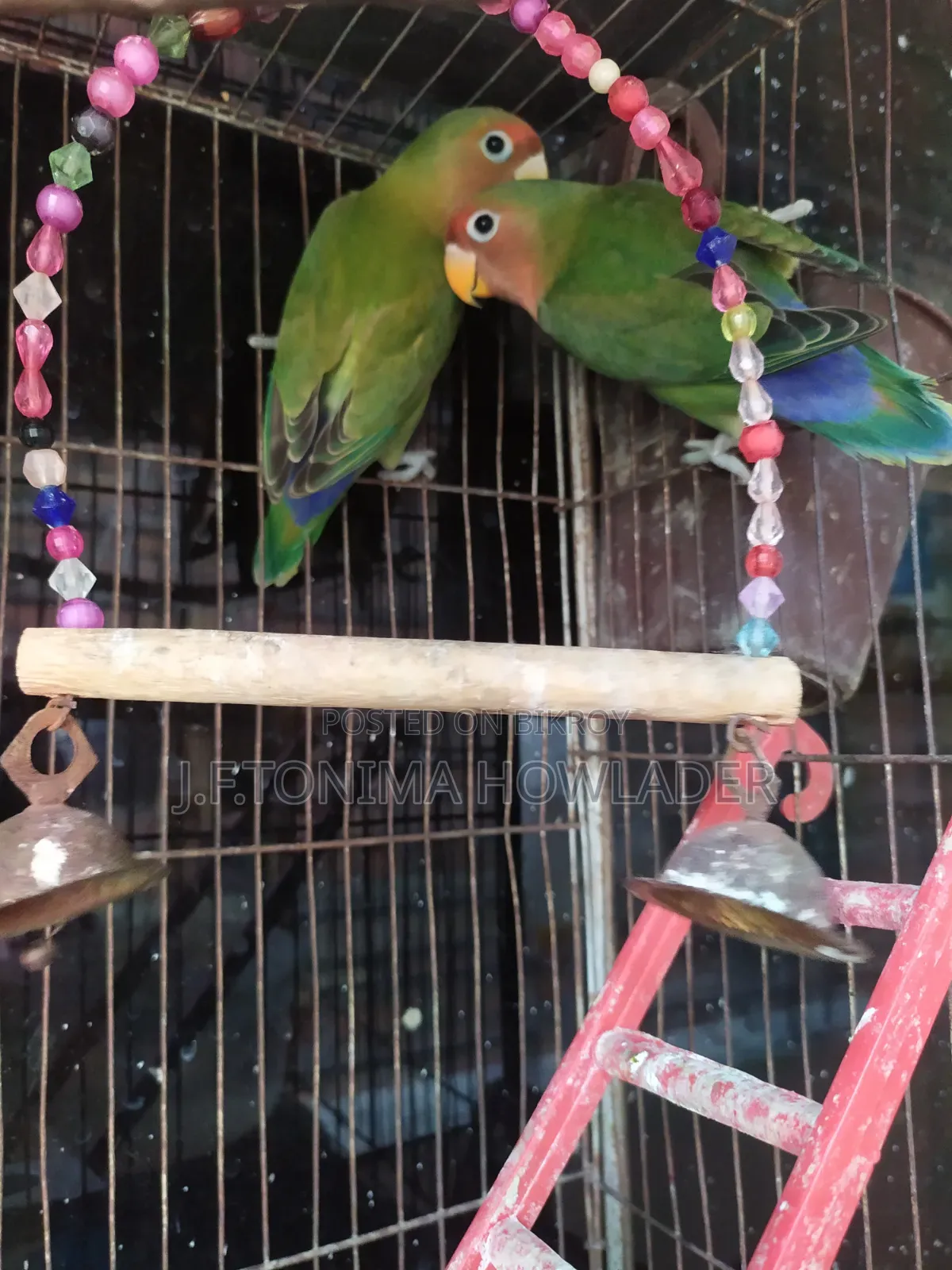 Lovebirds